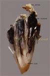  Scale with stamens